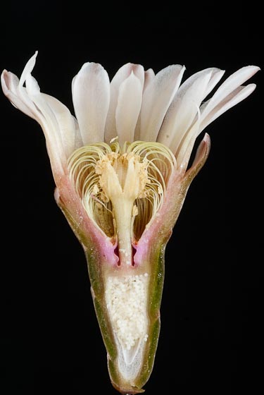 Gymnocalycium bodenbenderianum